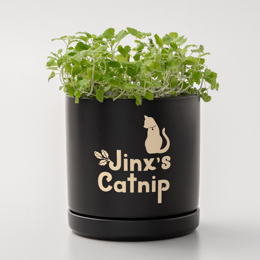 Cricut Joy Xtra&trade; Smart Vinyl&trade; &ndash; Removable, Classics Sampler (3 ct)