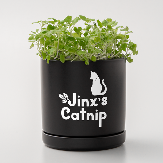 Cricut&nbsp;Joy&nbsp;Xtra&trade; Smart&nbsp;Vinyl&trade;&nbsp;&ndash; wiederabl&ouml;sbar (24,1&nbsp;cm&nbsp;x 91,4&nbsp;cm)